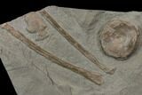 Fossil Ichthyosaur Bone Plate - Germany #114196-3